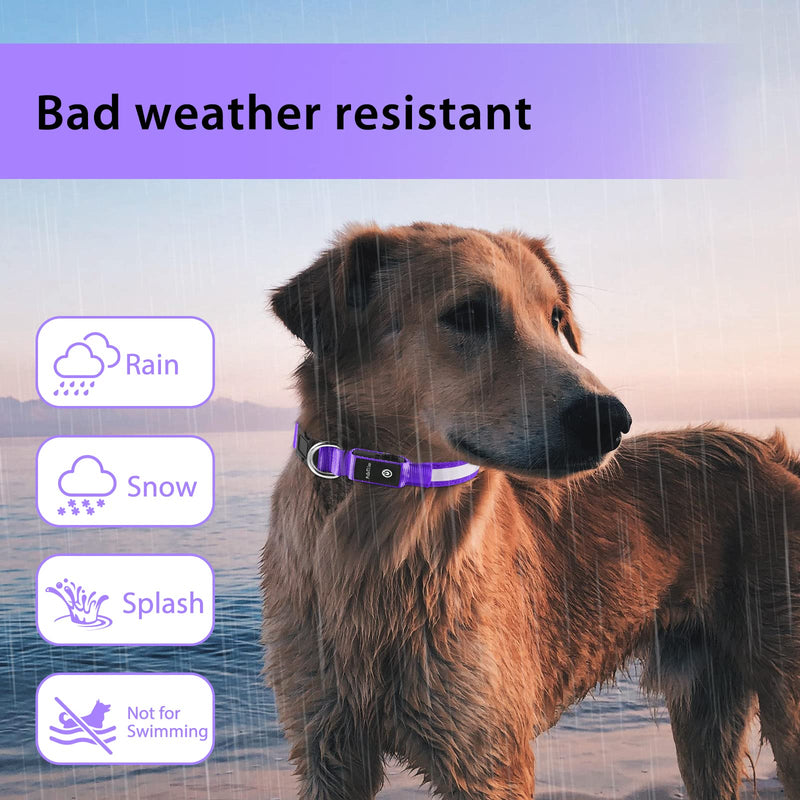 PcEoTllar Light up Dog Collar for Night Walking - LED Dog Collar Light Rechargeable Color Changing, Glow in The Dark Dog Collars Waterproof Glowing Dog Collars for Large Small Medium Dogs Purple M(15 inch-19.7 inch) - BeesActive Australia