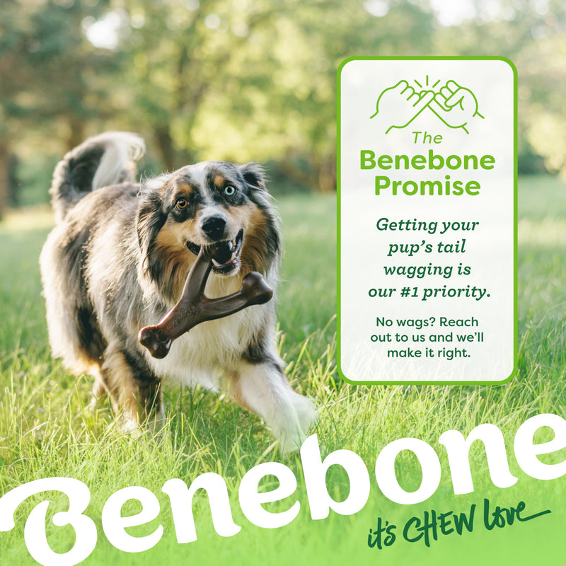 Benebone 2-pack Wishbone/Dental Durable Dog Chew Toys, Dog Toys for Aggressive Chewers, Real Bacon, Made in USA, Medium - BeesActive Australia