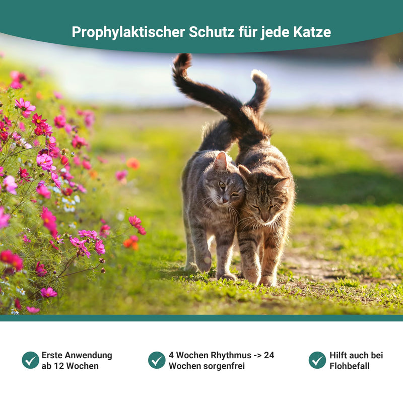 Animal Vita® Spot On tick protection for cats [6 months of reliable tick protection] Tick repellent for cats - tick protection for cats - Spot On for cats - BeesActive Australia