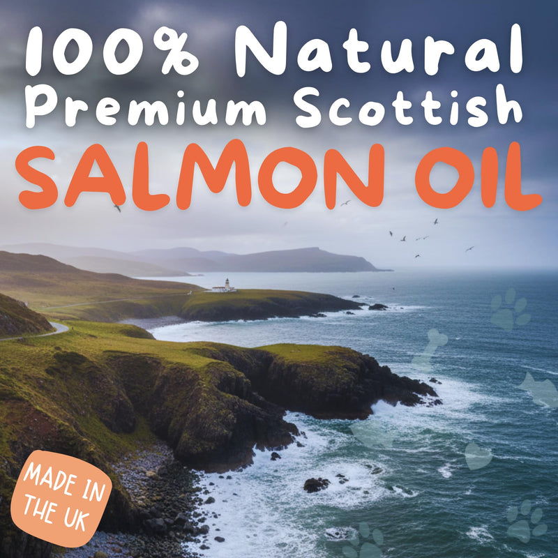 PAWSY Scottish Salmon Oil for Cats 500ml – Omega 3, 6 & 9 for Skin and Coat – Natural EPA and DHA – Supports Healthy Skin, Glossy Fur and Joint Comfort – Tasty Drizzle Cats Love (500ml)
