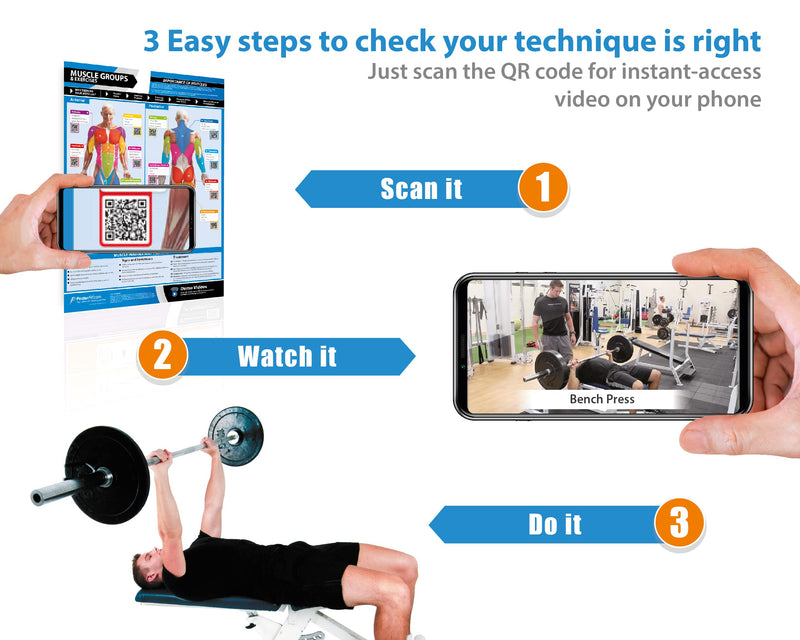 Muscle Groups & Exercise Poster for Home Gym Decor – Laminated Workout Chart with Free Video Training – Fitness Room Decor for Men and Women by Posterfit 24" x 16.5" - BeesActive Australia