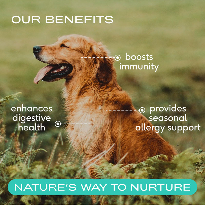 Native Pet Itch-Free Immunity Bundle: 60 Scoop GutWell Itchy Skin - Dog Itching Skin Relief & Seasonal Allergy Relief & 120 Scoop Bovine Colostrum Powder for Dogs Allergy & Immunity