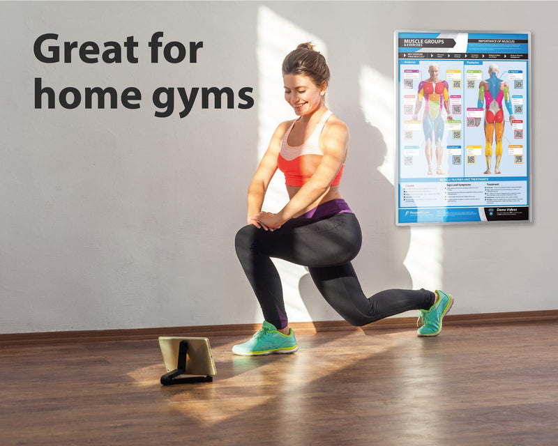 Muscle Groups & Exercise Poster for Home Gym Decor – Laminated Workout Chart with Free Video Training – Fitness Room Decor for Men and Women by Posterfit 24" x 16.5" - BeesActive Australia