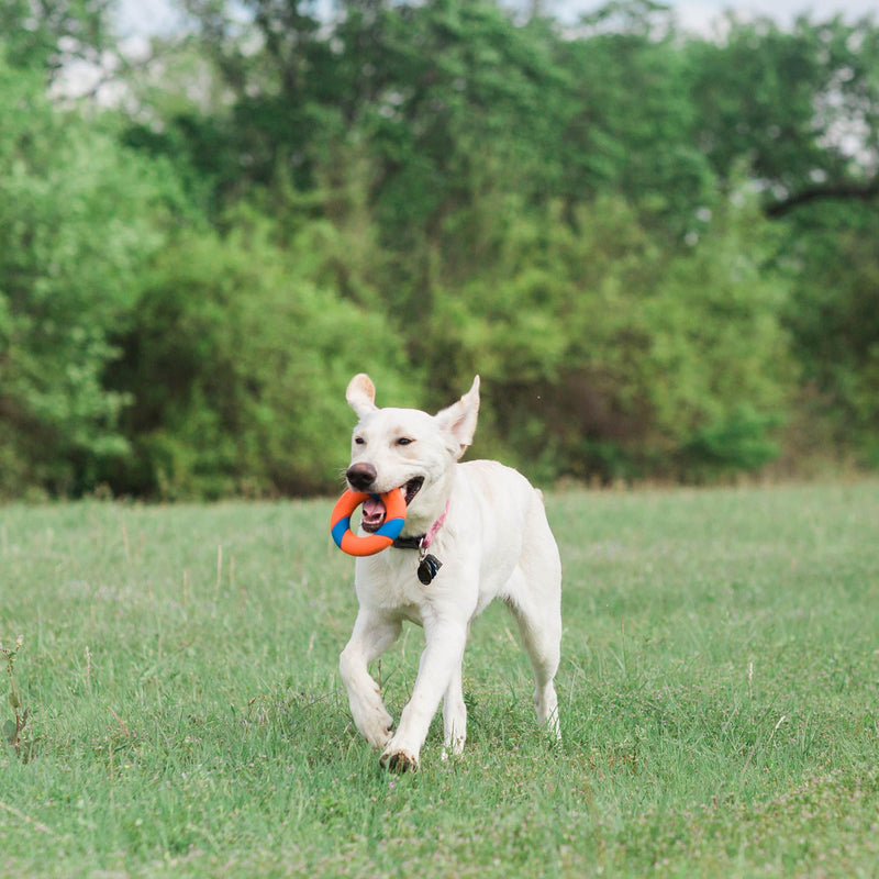 Chuckit! Ring Chaser Dog Ball Launcher Dog Toy Set, 22 Inch Length with 4.5 Inch Dog Ball Ring - BeesActive Australia