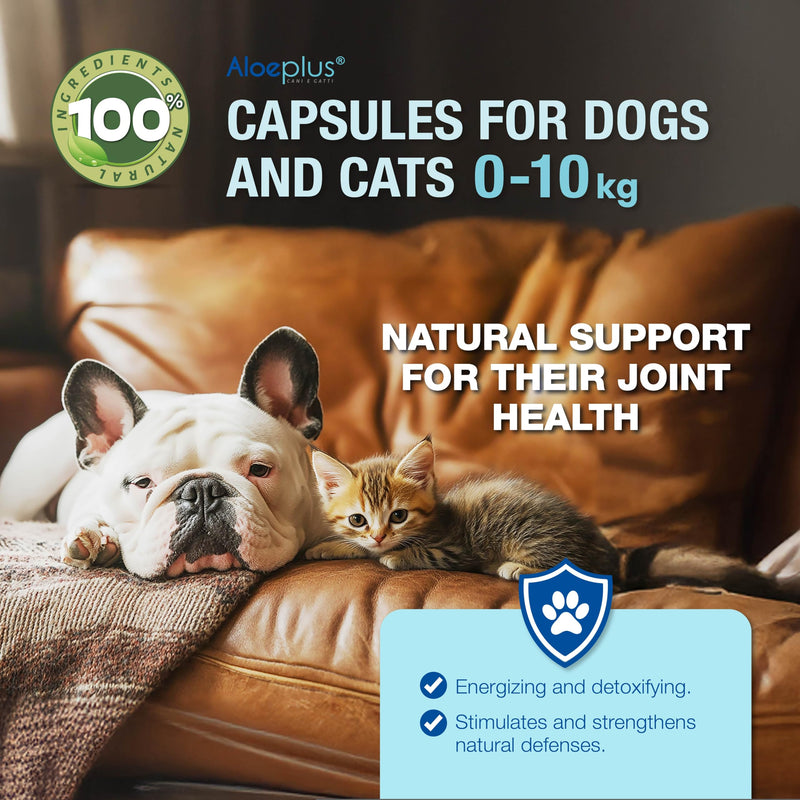 Cats & Dogs Capsules—an Energetic, detoxifying Supplement with Organic Aloe Arborescens. Supports Immunity for Puppies, Adult and Senior Pets, Helps Improve Appetite. 60 Capsules