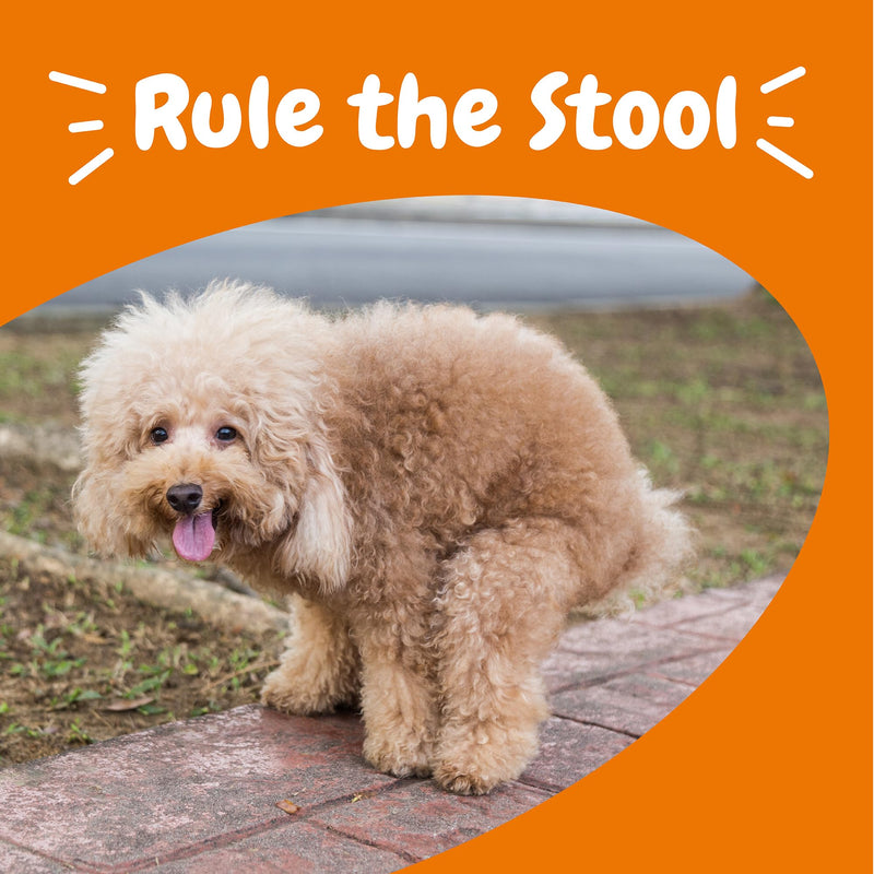 Zesty Paws Solid Poop Support Bites - Dog Stool Hardener - Pumpkin for Dogs with Prebiotics & Probiotics - Veterinarian Formulated Soft Chews - for Diarrhea Relief - 90 Ct - PawsPlanet Australia