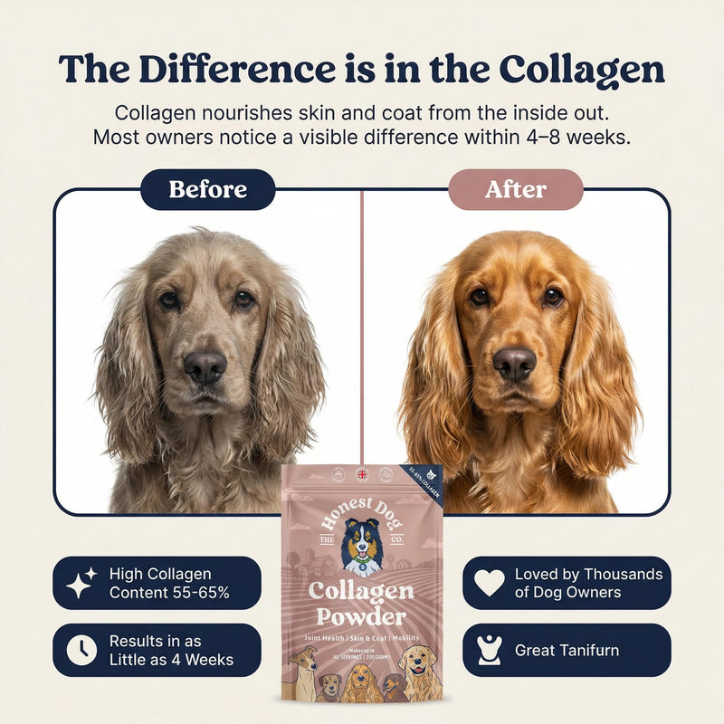 Honest Dog Co. Collagen for Dogs - Joint, Skin & Coat Support - 100% Human-Grade Collagen Powder – Made in UK - Natural Hip & Mobility Supplement - 200g (40+ Servings)
