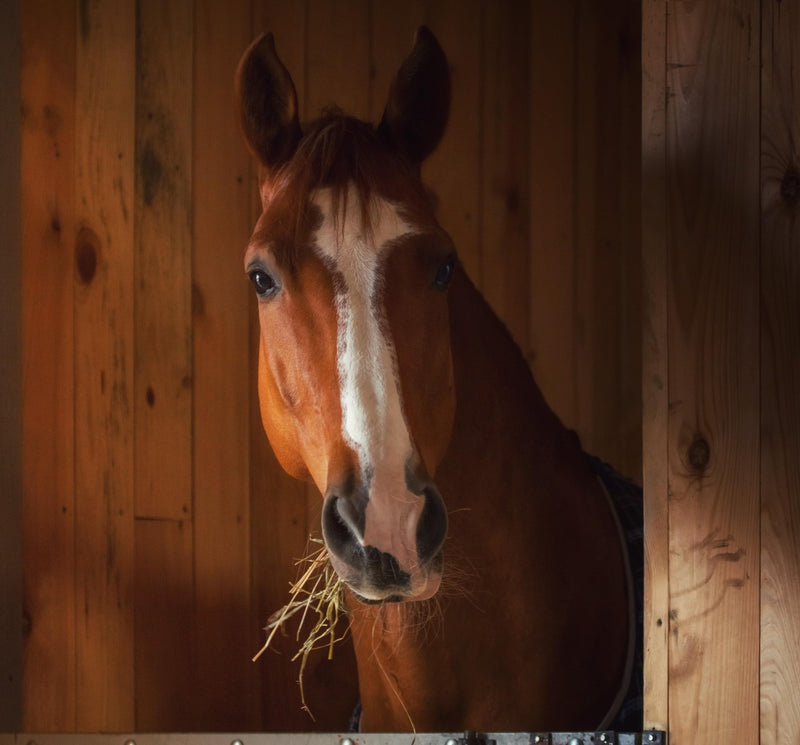 GastroMend® Gastrointestinal Health Supplement for Horses, 100% Natural, Promotes Stomach and Gut Health in Equines, Cost-Effective Digestive Wellness, 60 Servings per Pouch, Made in The USA - BeesActive Australia
