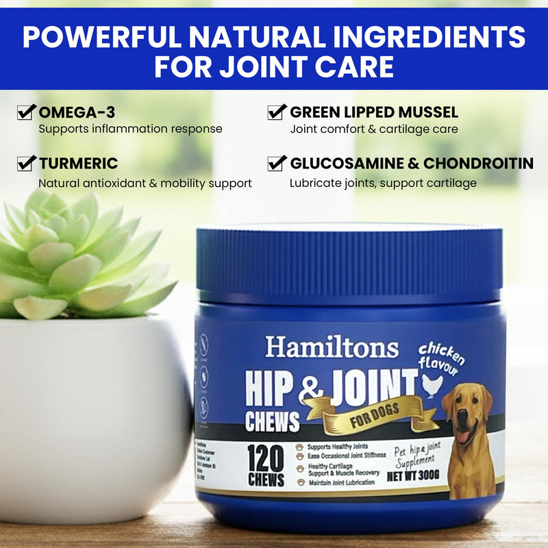 Hamiltons Hip & Joint Supplement for Dogs – 120 Soft Chews Treats with Glucosamine, Chondroitin, MSM & Green Lipped Mussel – Supports Mobility & Stiff Joints for Adult & Senior Dog– Beef Flavour