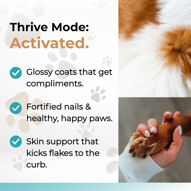 Wild Alaskan Salmon Oil for Dogs and Cats - Omega-3s, Including EPA and DHA, to Help Support Full-Body Health and Wellbeing for Sensitive Skin, Coat Health and Immune System Support - 2 Pack