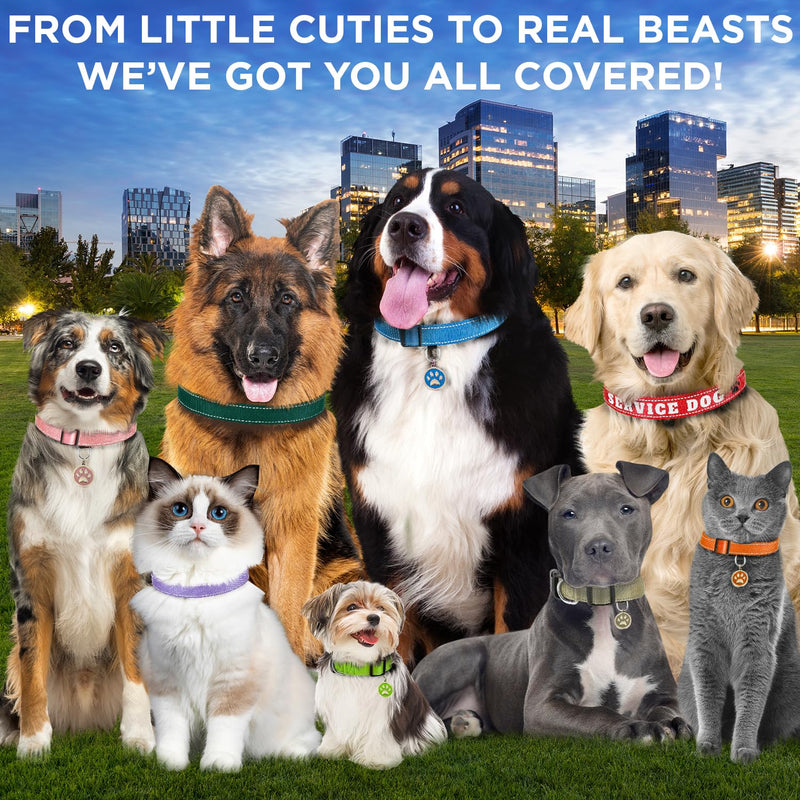 TECEUM Reflective Pet Collar – Acid Green – S – Extra Soft Padding – Basic Nylon Dog Collar – Quick Release Buckle – Fits Small, Medium and Large Dogs, Puppies, Cats – ESA & Service Dog Options - BeesActive Australia