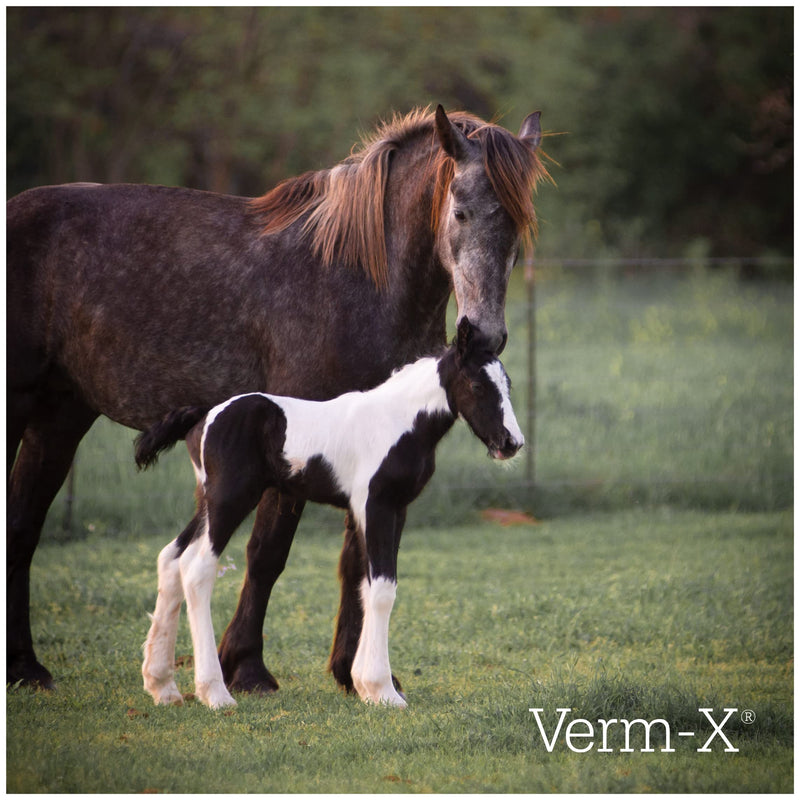 Verm-X All Natural Powder for Horses and Ponies. Supports Intestinal Hygiene. Vet Approved. UFAS Assured. Restores and Maintains Gut Vitality. Wormwood Free Recipe.