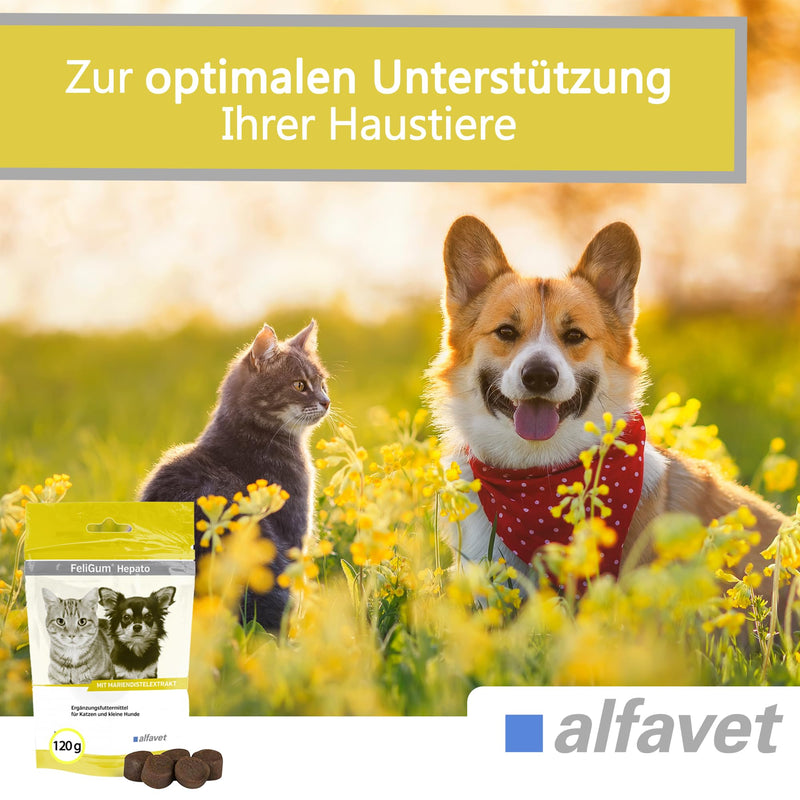 Alfavet FeliGum Hepato, supplementary food for cats and small dogs, for chronic liver insufficiency, 120g, approx. 60 chewing drops - BeesActive Australia