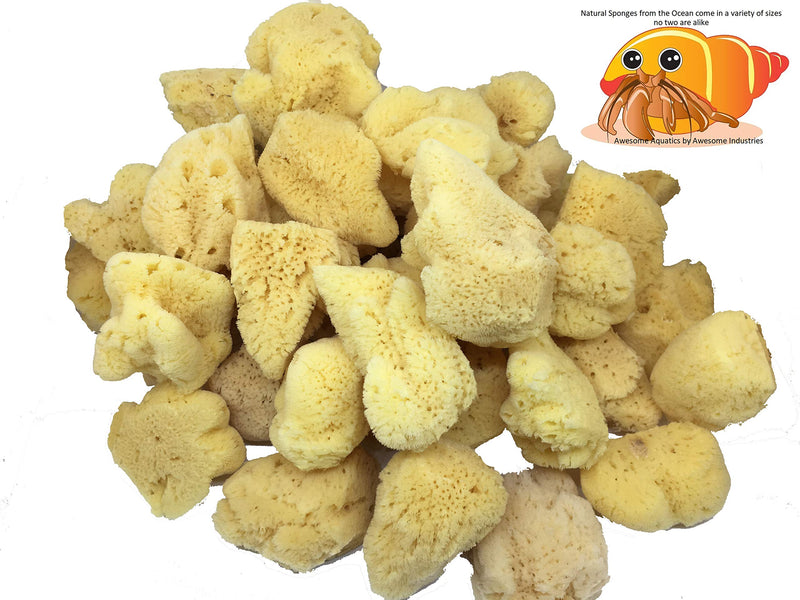 Awesome Aquatic 4-Pack of Hermit Crab Sea Sponges (Jumbo 4 pk) Jumbo 4 pk - PawsPlanet Australia