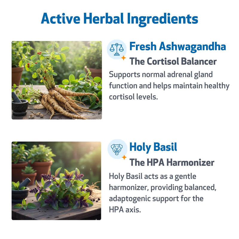 Pet Wellbeing Adrenal Harmony Gold for Dogs - Supports Adrenal Function & Normal Cortisol Levels with Ashwagandha & Bacopa - NASC Certified & Vet-Formulated - 2 oz Liquid Formula 2-Ounce