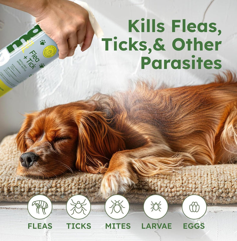 BugMD Flea and Tick Concentrate (3.7 oz, 2 Pack) - Essential Oil-Powered Formula, Controls Fleas, Ticks, Mites in Dogs and Other Furred Animals, Spray on Pet Beds, Kennels Starter Kit - BeesActive Australia