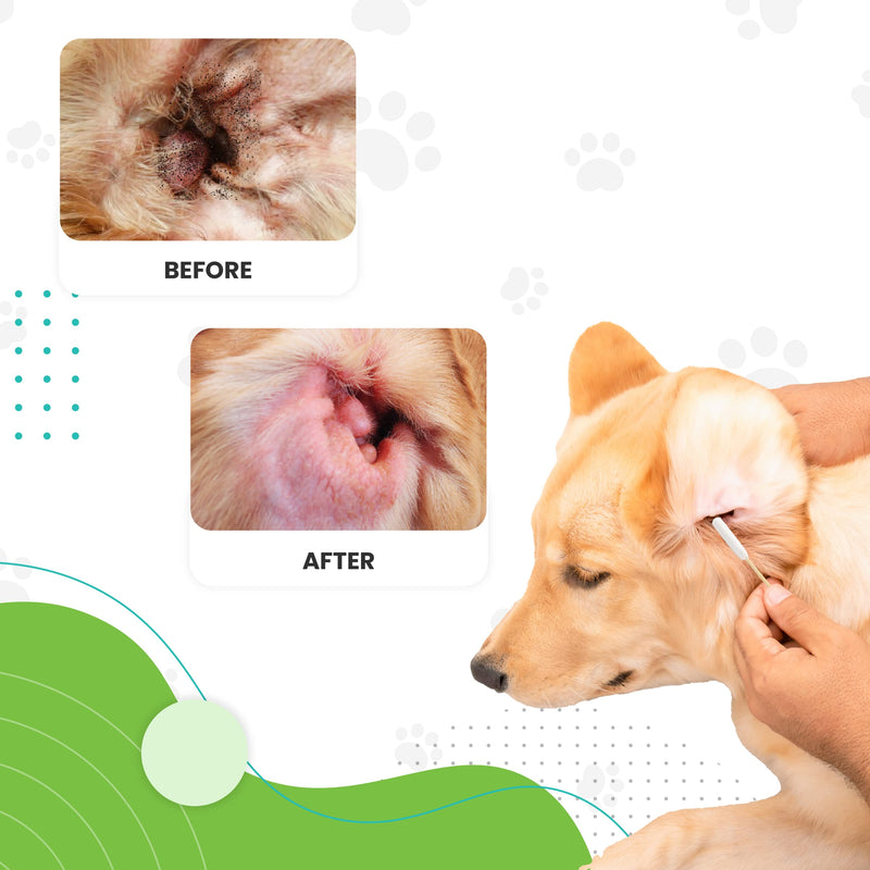 We Love Doodles 4-in-1 Shampoo (Lavender) & Dog Ear Cleaner & Long Cotton Ear Swabs Bundle - 4-in-1 Shampoo & Ear Wash & Double Sided Qtips for Dogs Kit - Prevents Infection - Made in USA - PawsPlanet Australia