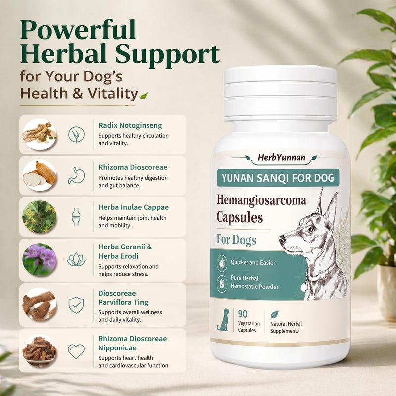 Yun nan Sanqi Capsules for Dogs - Pure Root Powder with Ajuga for Hemangiosarcoma, Hemoabdomen, Pericardial Effusion, Ulcer-Related Bleeding, Cancer Bleeding, Severe Bruising - 90 Capsules