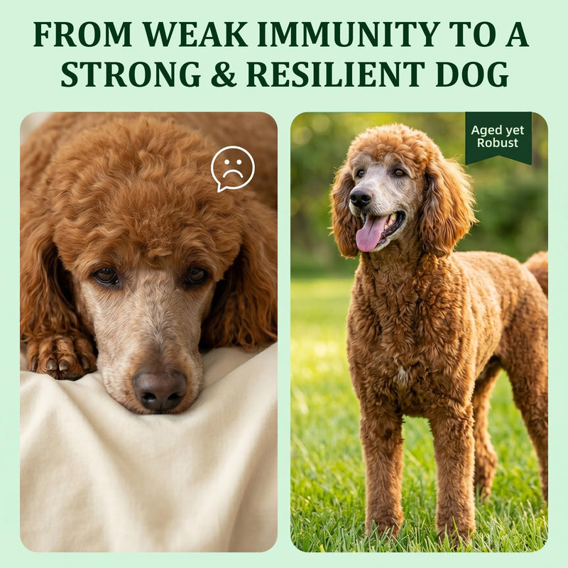Organic Turkey Tail Mushroom Supplement for Senior Dogs & Cats – 10-in-1 Functional Mushroom Powder with CoQ10 for Immune Support, Digestive Health – Chicken Flavor, Scoop Included