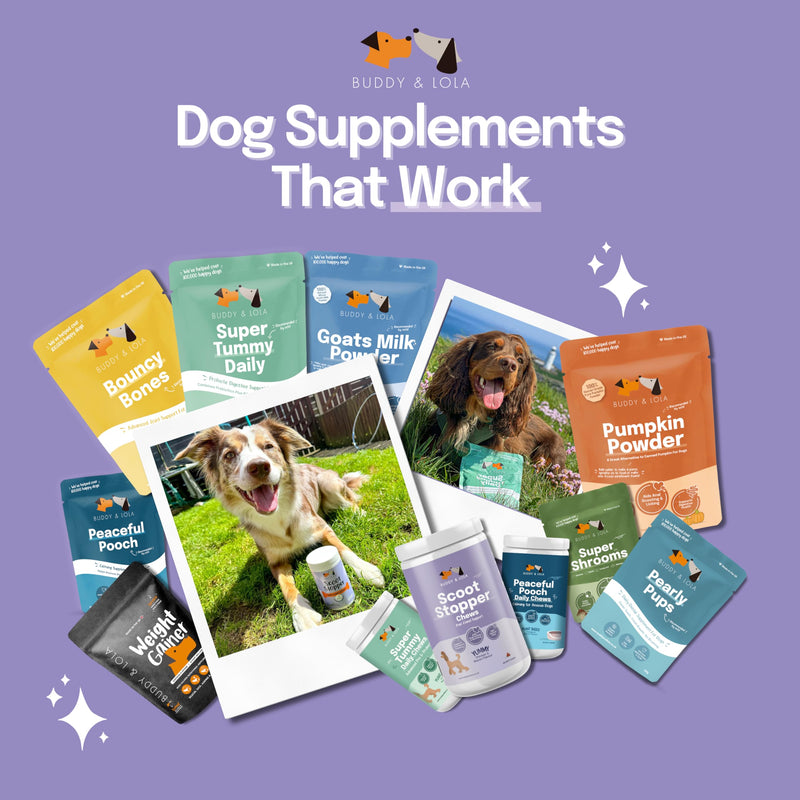 Buddy & Lola Scoot Stopper Anal Gland Chews For Dogs - High Fibre Chews To Stop Scooting and Licking Under Tail with Natural Fibre Ingredients For Dogs Dandelion Root, Pumpkin Powder and Beet Pulp 5060928060024