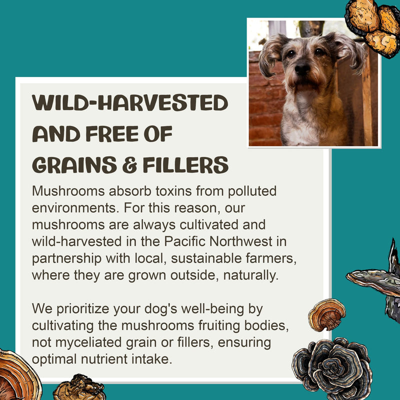 MycoDog Vitality - 20-in-1 Turkey Tail Mushroom for Dogs - Mushroom & Adaptogen Supplement for Senior Dogs - Supporting Immune Health & Daily Wellness - with Reishi, Chaga