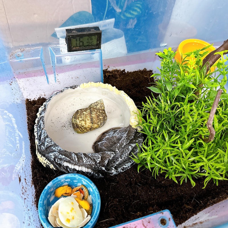 Tfwadmx Hermit Crab Water Bowl, Small Reptile Feeding Dish, Tortoise Water Dish, Hermit Crab Food Dish, Reptile Food Bowl for Geckos Corn Snakes Turtles Small Bowl-1Pcs - BeesActive Australia