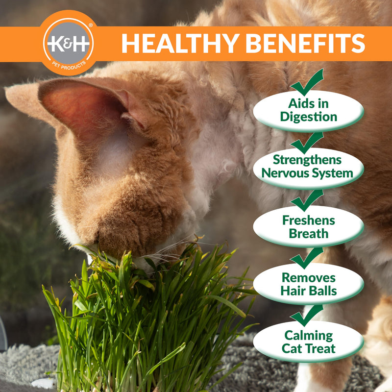 K&H Pet Products EZ Mount Grow Station Cat Grass for Indoor Cats, Healthy Home Grown Oat Grass Kit Mounts to Windows, Pairs Purr-fectly with Window Perches, Farmed in USA Non-GMO - 1 Refill Included - PawsPlanet Australia