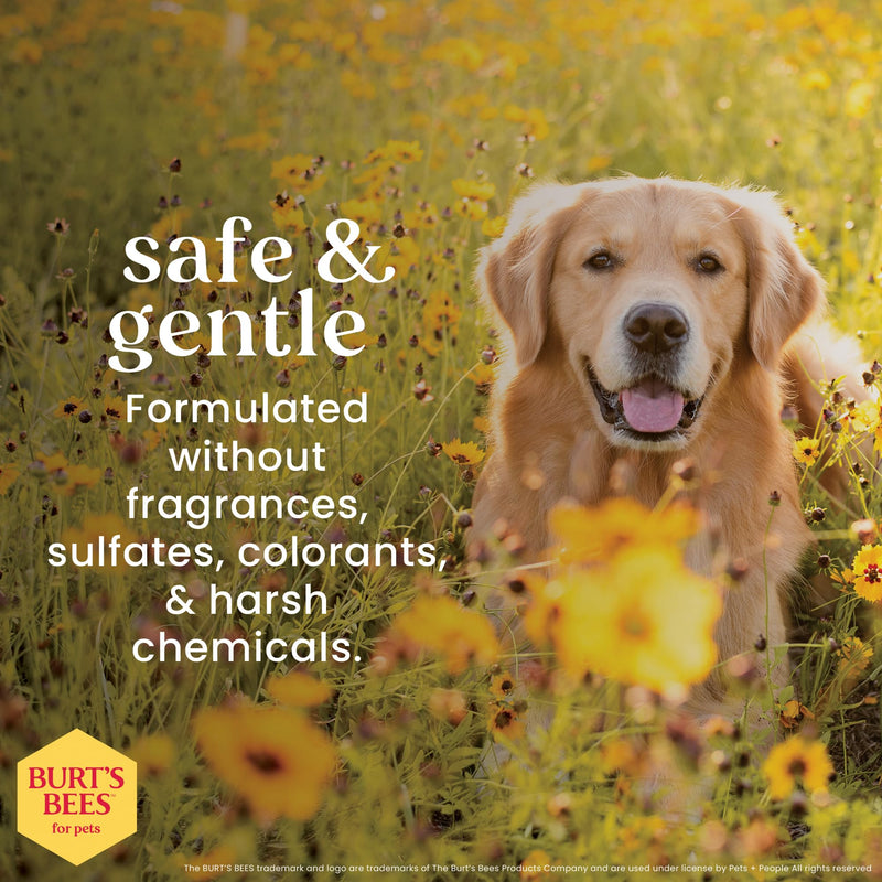 Burt's Bees for Pets Itch Soothing Spray for Dogs, Prebiotics Collection with Mushroom Extract & Green Tea, Naturally Derived Dog Itching Skin Relief Spray, 10oz 10 Fl Oz (Pack of 1)