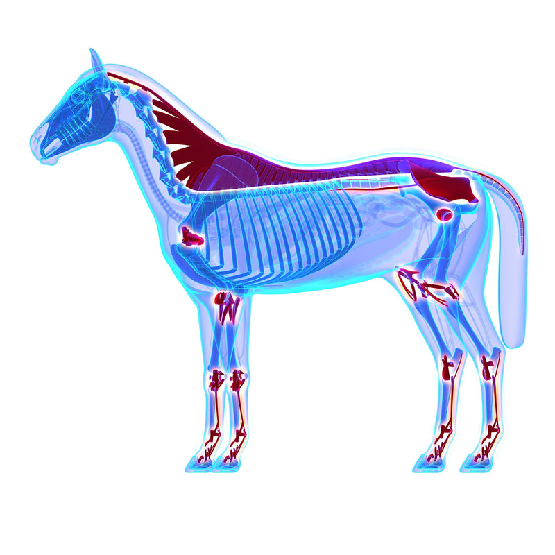 100% Pure Rosehip Powder - 1KG Multivitamin and Mineral Super-food for Maintaining Equine Health and Joint Support