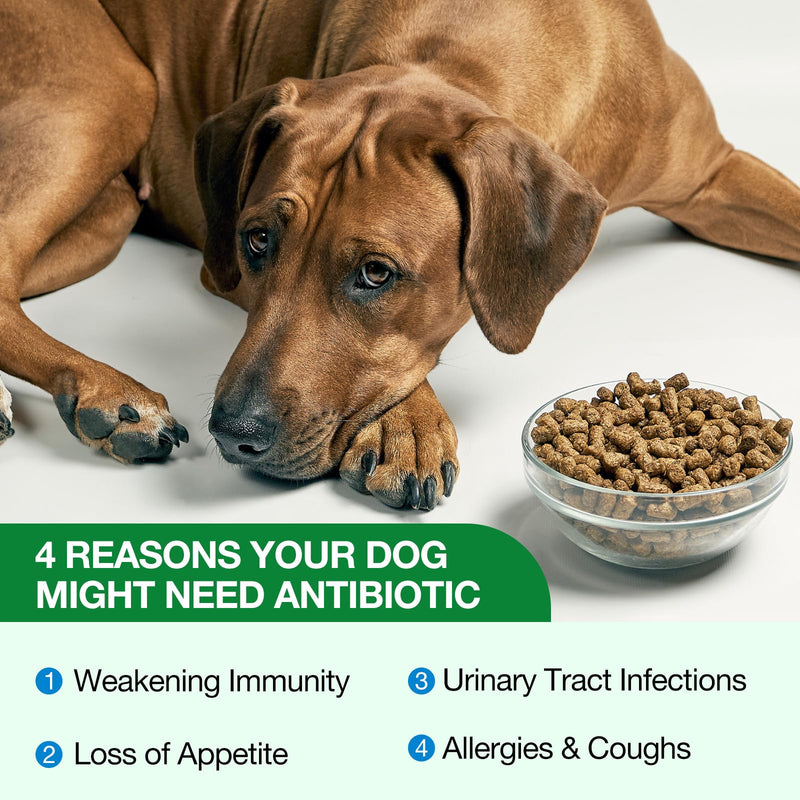 Dog Antibiotics, Natural Antibiotics for Dogs, Dog Multivitamin Herbal Supplements, Support Allergy and Itch Relief, Bacon Flavor - 60ml / 2.02 fl oz