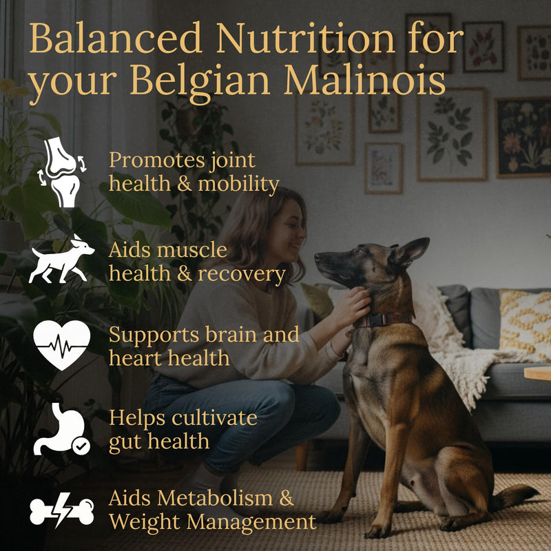 Belgian Malinois Multivitamins, 90 Count, Made in the USA with Real Bacon.
