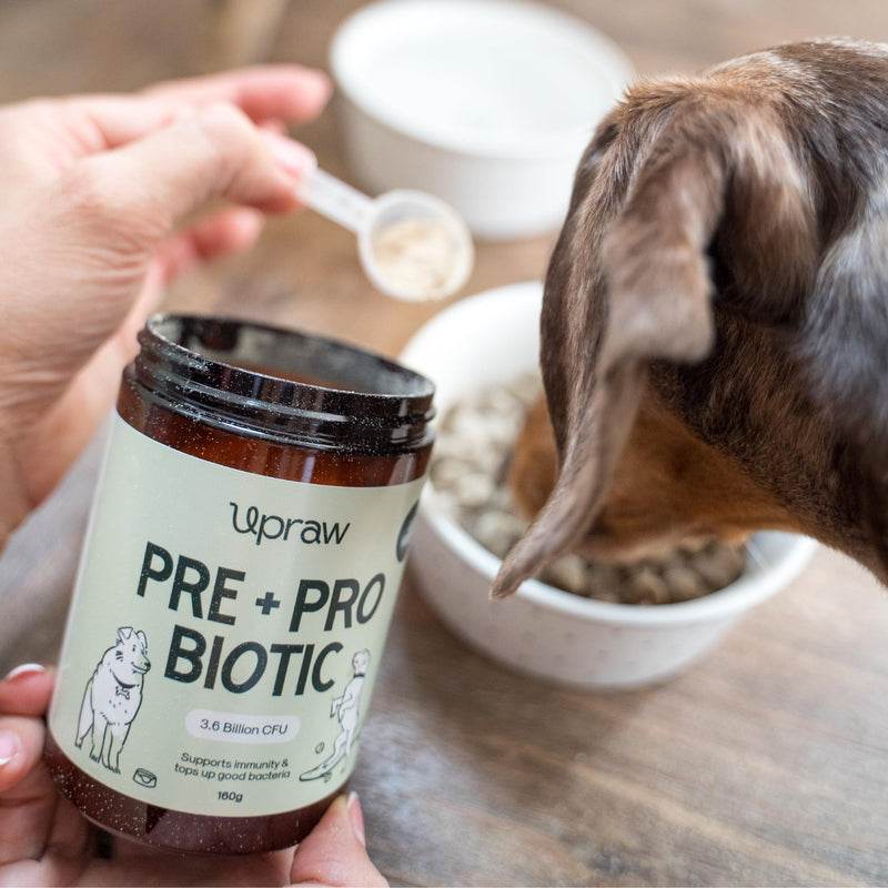 Pre and Probiotic Powder for Dogs 160g, Natural Digestive, Immune Support, Grain Free, Gut & Digestive Health, Sensitive Tums, Anal Glands & Bum Scooting, Loose Stools, Waxy, Smelly & Itchy Ears