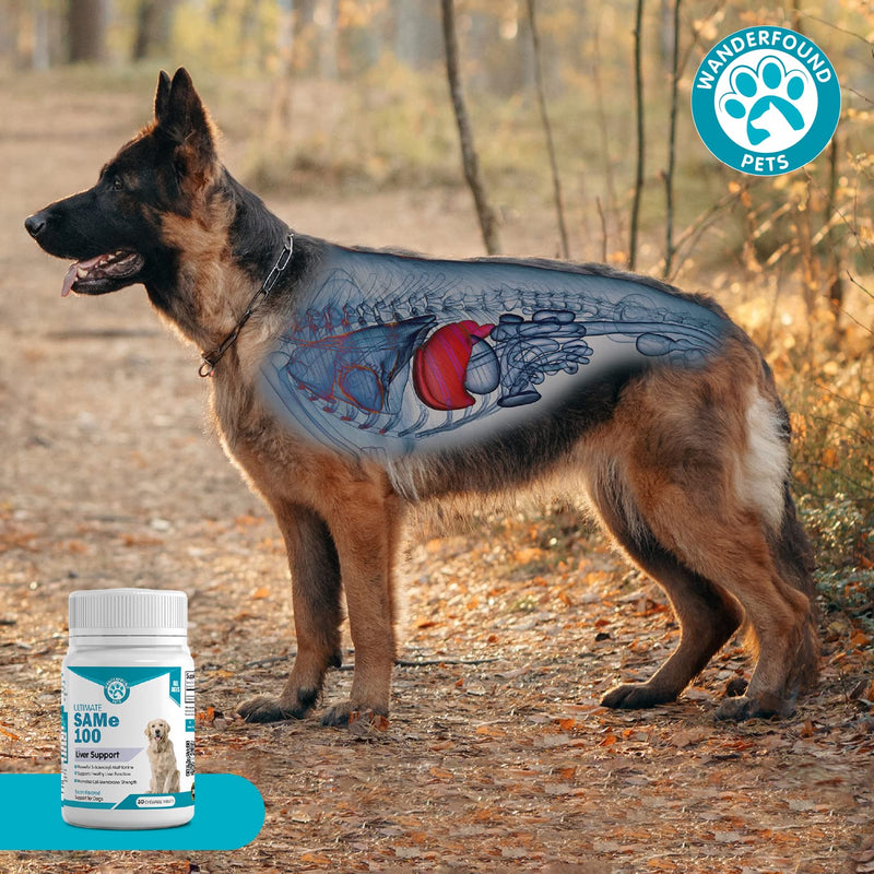 Wanderfound Pets Same 100 Liver Support for Dogs - Same S-Adenosyl-L-Methionine Hepatic Supplement for Liver & Brain Support - Bacon Flavored Sam E, Manufactured in the USA - 30 Chewable Tablets