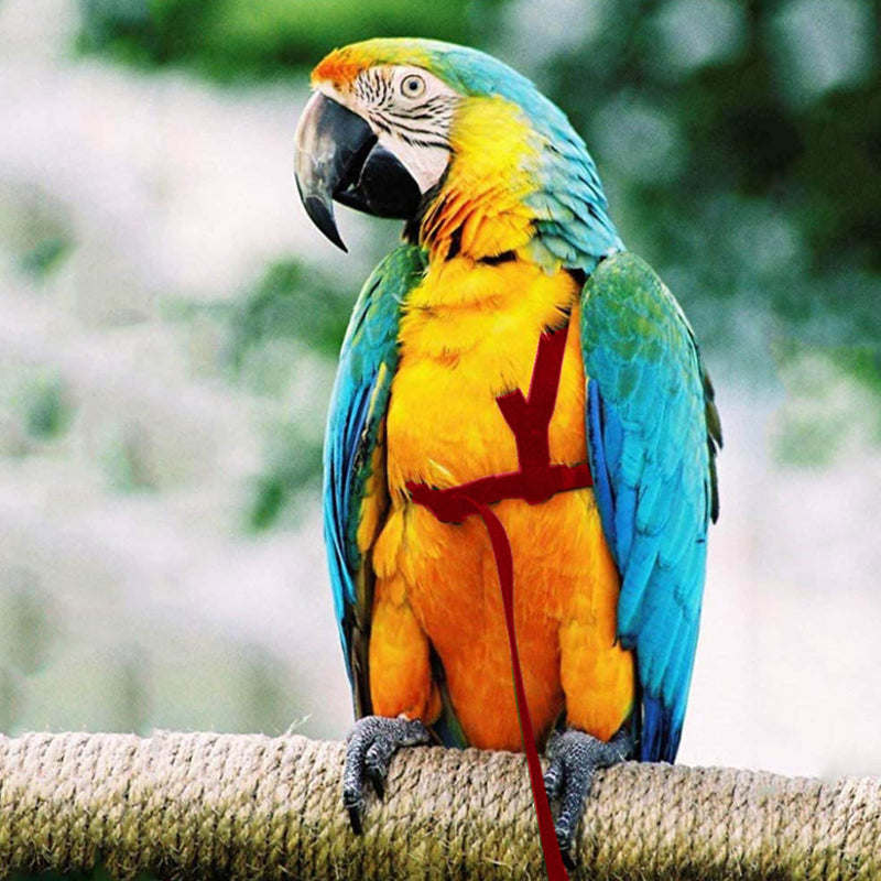 2 pcs Pet Parrot Bird Harness and Leash, Adjustable Training Design Anti-Bite, Outdoor Flying Training Rope Kit for Bird Parrots Fits Birds Chest Between24-51cm /9.45-20inch - M (red red - BeesActive Australia