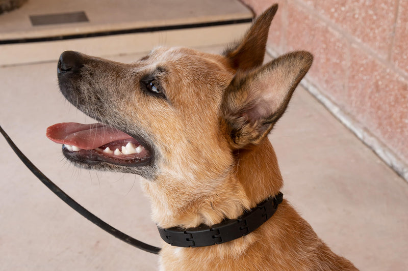Starmark Pro-Training Dog Collar Large - BeesActive Australia