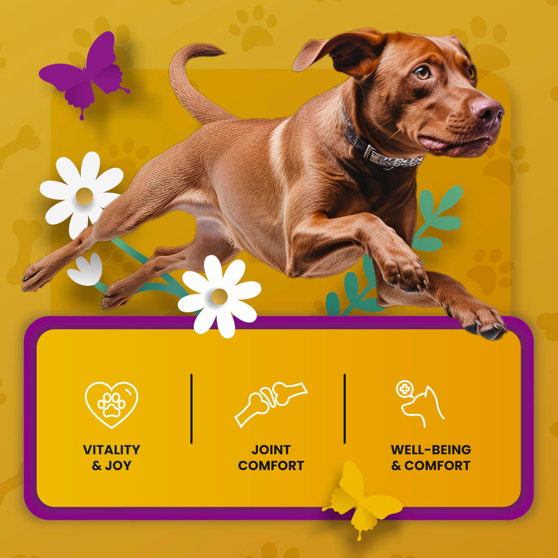 Dog Hip and Joint Supplement - Junior and Senior Dog Supplements for Mobility, Flexibility Support and Bone Strength, Deluxe Glucosamine Chondroitin for Dogs, 16 oz - PawsPlanet Australia