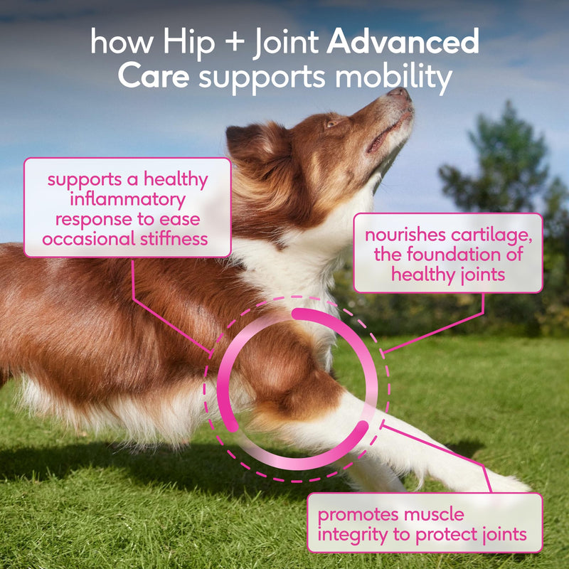 Native Pet Hip & Joint Advanced Care Dog Joint Supplement Powder for Mobility & Movement Support, Joint Supplement for Dogs with HMB, UC-II Collagen, Green Lipped Mussel & Hyaluronic Acid – 30 Scoops 30 Servings