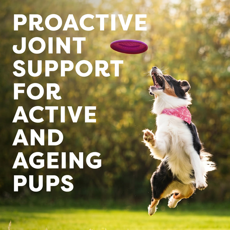 Omni Joint Supplements for Dogs - Dragons’ Den Winners, One-a-Day Joint & Mobility Chews with Glucosamine, Chondroitin & Omega 3, 30 Servings, Medium 15-30kg, Packaging May Vary Medium Dog (15-30kg) Pack of 1