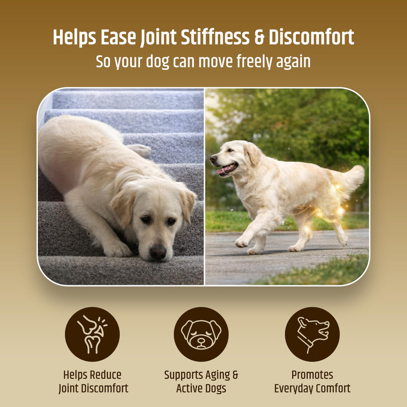 PetriGuard | Advanced Hip, Back & Joint Supplement for Dogs | Ultra Strength Formula w/ 8 Active Ingredients | USA Made & Veterinarian Approved | Glucosamine, Turmeric, MSM + 5 More - 120 Chews