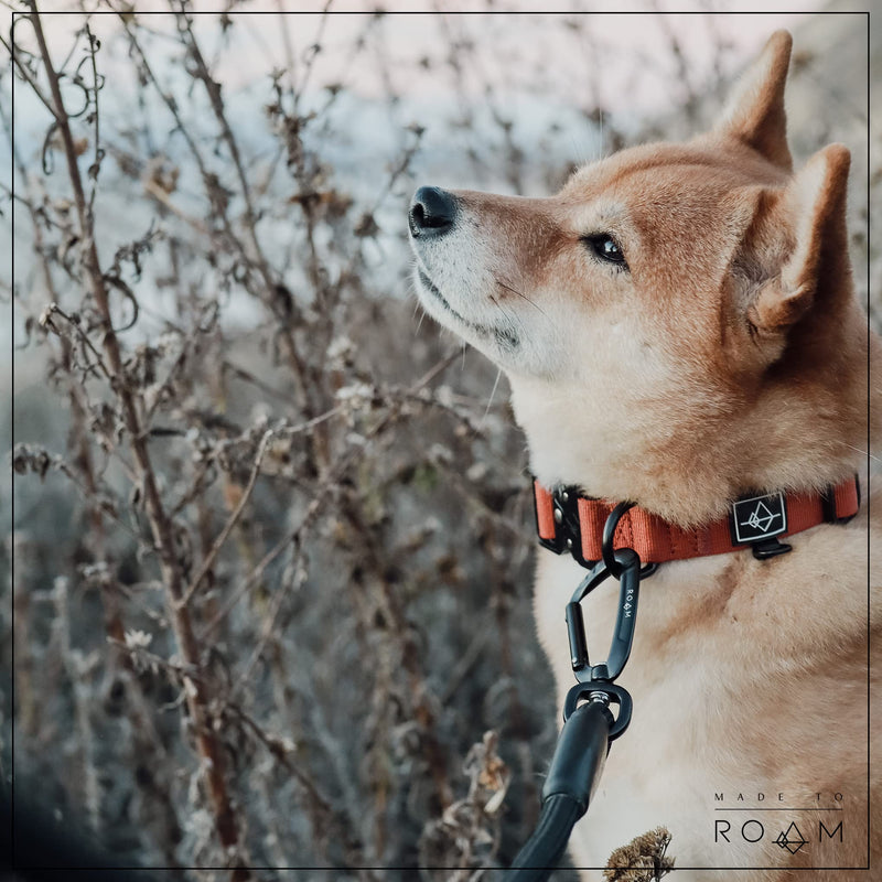 Made to ROAM Premium Dog Collar - Adjustable Heavy Duty Nylon Collar with Quick-Release Metal Buckle (Texas Flair, Classic Size 3) Texas Flair Classic 3 - BeesActive Australia