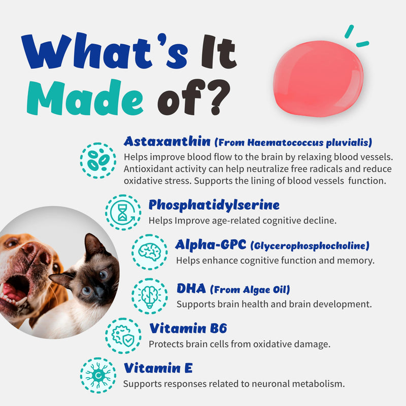 Recogry Liquid Cognitive Disorder and Brain Support for Dogs and Cats with Astaxanthin, Phosphatidylserine, Alpha GPC, DHA, Olive, Coconut, Sage, Turmeric, Ginger (90ml) - BeesActive Australia