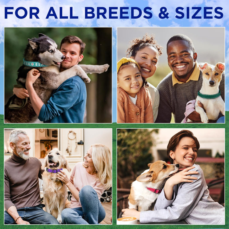 TECEUM Reflective Pet Collar – Acid Green – S – Extra Soft Padding – Basic Nylon Dog Collar – Quick Release Buckle – Fits Small, Medium and Large Dogs, Puppies, Cats – ESA & Service Dog Options - BeesActive Australia