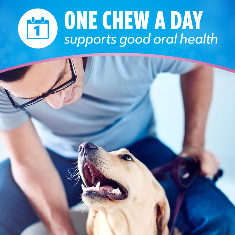 Dentalife Plus Digestive Support Dog Treats for Large Dogs 40 lbs. and up, Cleans Teeth, Freshens Breath, & Supports Healthy Gut, Chicken & Pumpkin Flavor, 7 oz., 6 Chews - 6 ct. Pouch (Pack of 2) 7 Ounce (Pack of 2)
