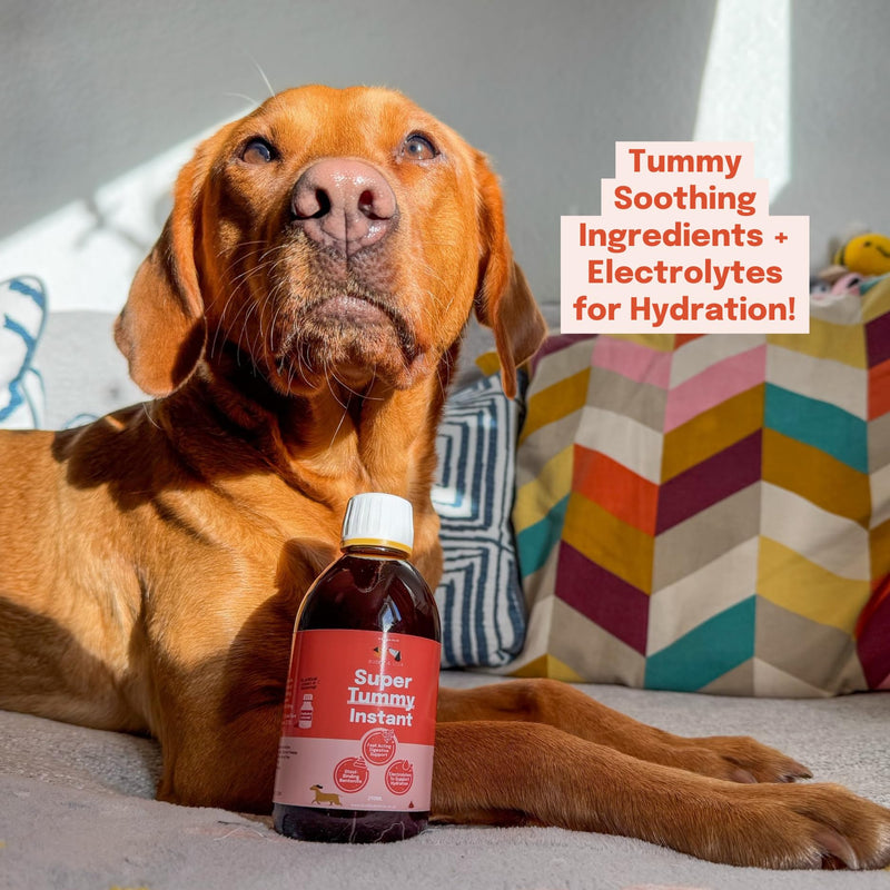 Buddy & Lola Fast-Acting Dog Diarrhea Treatment with Electrolytes - 20 Servings/100ml - Tummy Settler For Dogs All Breeds, Sizes and Ages - Syringe Included 100 ml (Pack of 1)