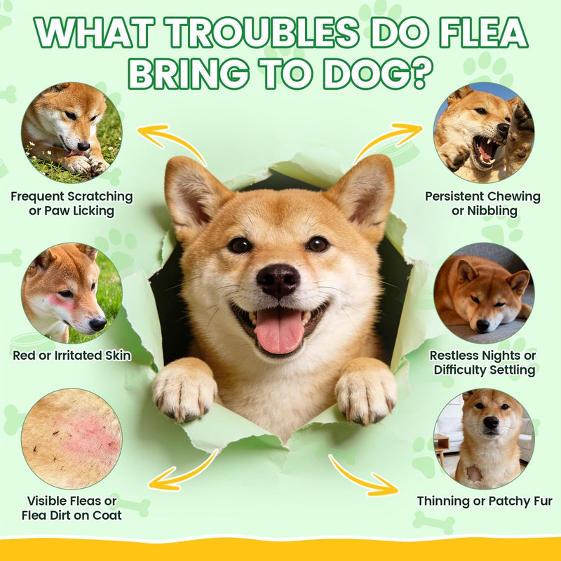Flea and Tick Prevention for Dogs Chews – 500 Tasty Chicken Flavor Soft Chews, Dog Flea and Tick Treatment, Oral Flea Chews Supplement for Dogs, Puppies, All Breeds & Ages