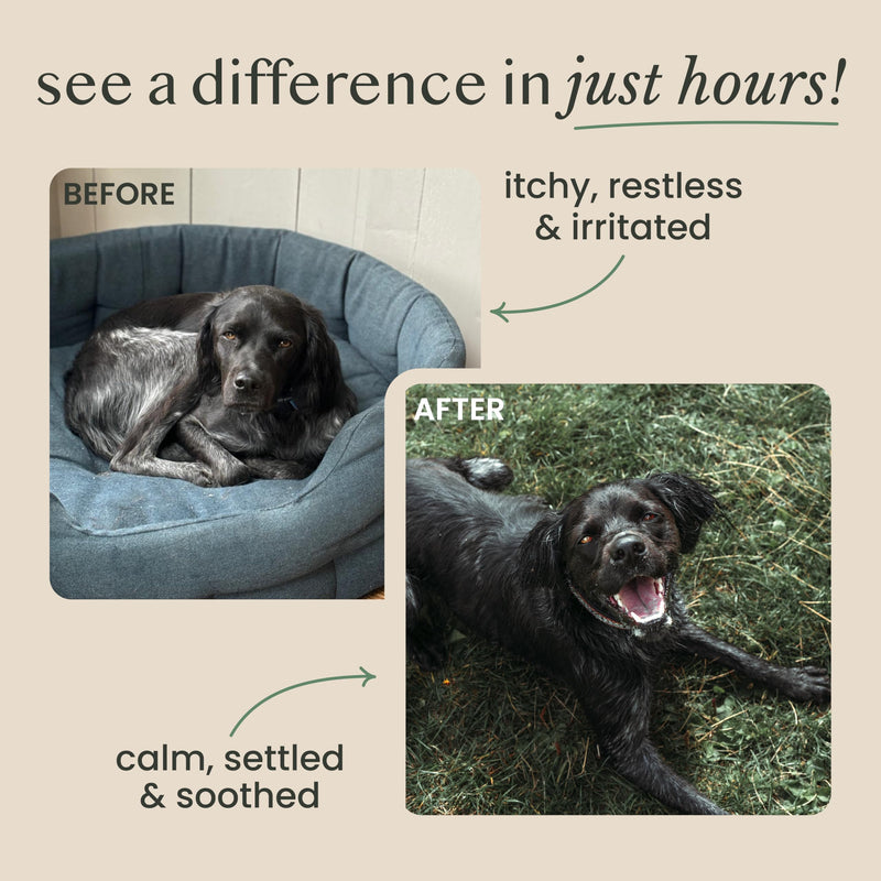 Pure & Natural Nettle Powder for Dogs and Cats – Soothes Itching, Licking and Sneezing – Pet Remedy For Year-Round Dog Allergy Relief and Sensitivities – 125g, over 170 servings, £0.08/serving