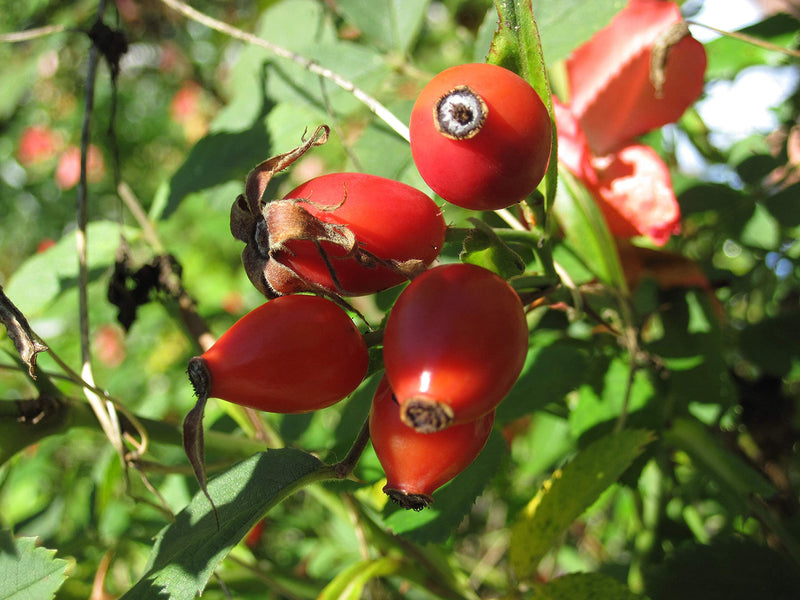 100% Pure Rosehip Powder - 1KG Multivitamin and Mineral Super-food for Maintaining Equine Health and Joint Support