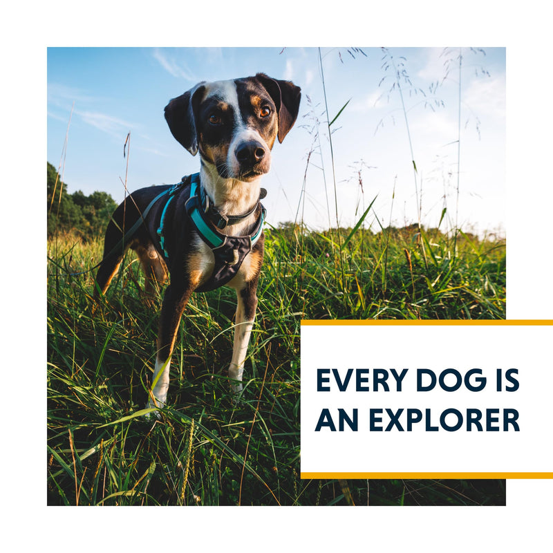 Ruffwear, Hi & Light, Everyday Lightweight Dog Harness, Trail Running, Walking, Hiking, All-Day Wear, Alpenglow Pink, Small - BeesActive Australia