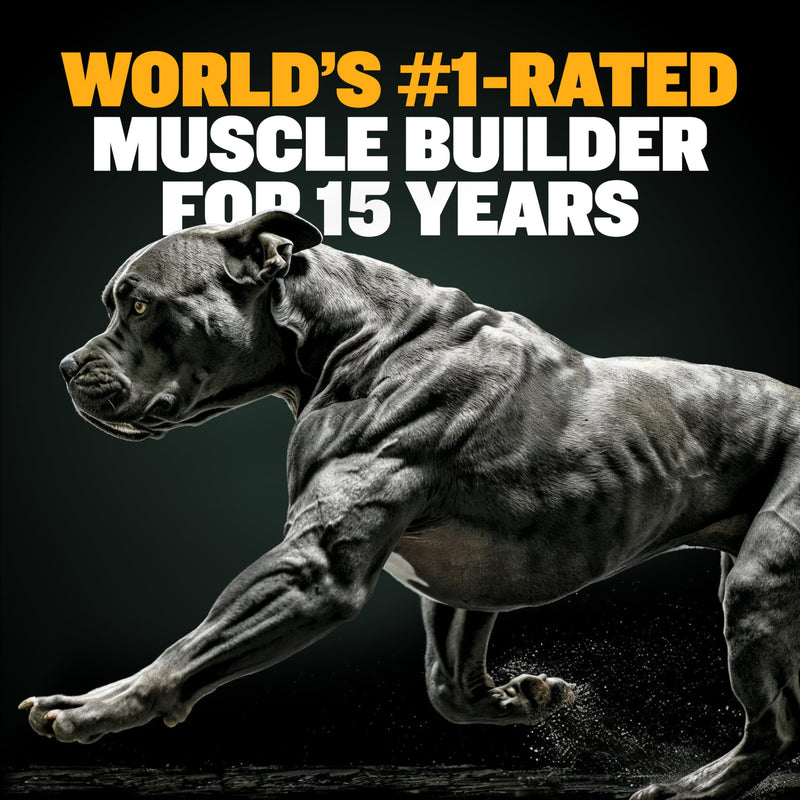 Bully Max Muscle Builder Soft Chews for Dogs and Puppies - Training Supplements for Puppy and Adult Dog - Dog Food Topper Treats for Muscle Gain - All Dog Breeds & Ages, 75 Delicious Soft Chews - PawsPlanet Australia