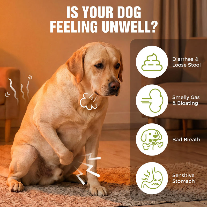 Probiotics for Dogs – 2 Billion CFU Gut & Digestive Health Chews, Relieves Diarrhea, Gas & Loose Stool, 6 Strains Including Bacillus Subtilis with Prebiotics, Soft Chews for Immune & Allergy Support 120 Soft Chews